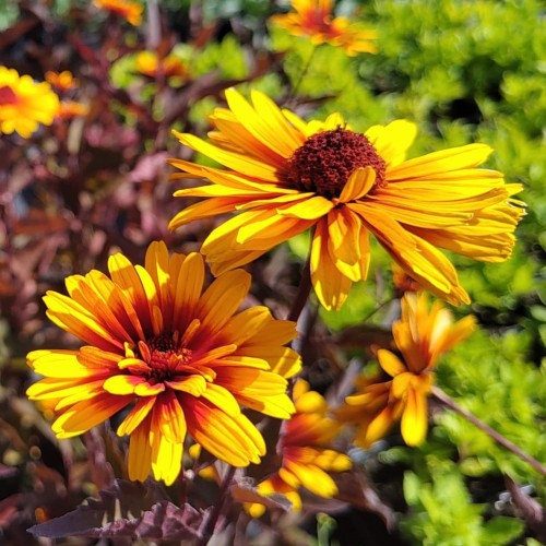 Słoneczniczek szorstki FUNKY SPINNER heliopsis - sadzonki