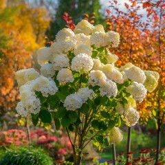 Hortensja NA PNIU bukietowa SILVER DOLLAR drzewo - sadzonki