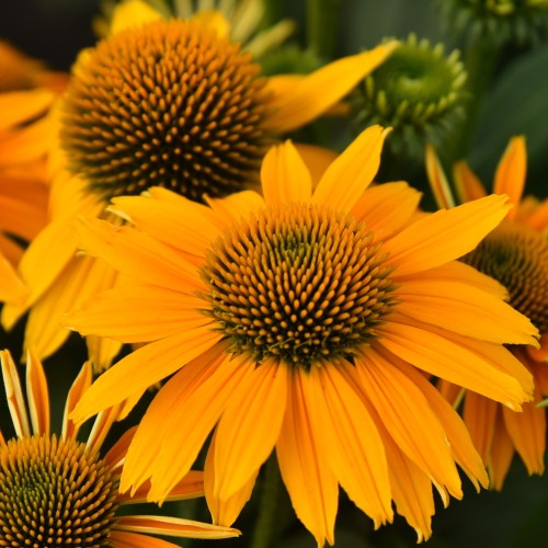 Jeżówka żółta PEARL SUNNY miniaturowa - sadzonka