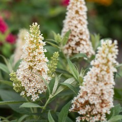 Budleja miniaturowa, karłowa Butterfly Candy Little WHITE
