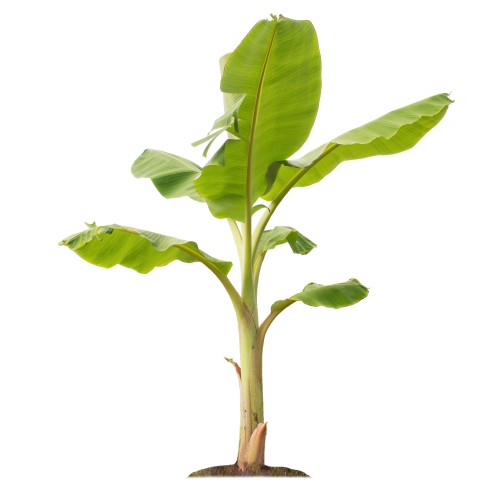 Bananowiec MUSA DAJIAO - drzewo do donic