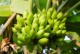 Bananowiec MUSA DAJIAO - drzewo do donic