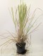 Trawa pampasowa LIME GREEN MINSTRAL wysoka - sadzonki kortaderia
