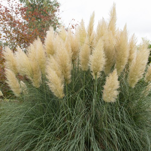 Trawa pampasowa LIME GREEN MINSTRAL wysoka - sadzonki kortaderia