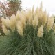 Trawa pampasowa LIME GREEN MINSTRAL wysoka - sadzonki kortaderia