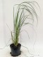 Trawa pampasowa LIME GREEN MINSTRAL wysoka - sadzonki kortaderia