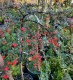 Irga NA PNIU szwedzka CORAL BEAUTY - szczepiona
