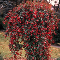 Irga NA PNIU szwedzka CORAL BEAUTY - szczepiona.