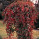 Irga NA PNIU szwedzka CORAL BEAUTY - szczepiona