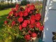 Hibiskus bagienny, bylinowy, błotny czerwony CRANBERRY CRUSH - sadzonka