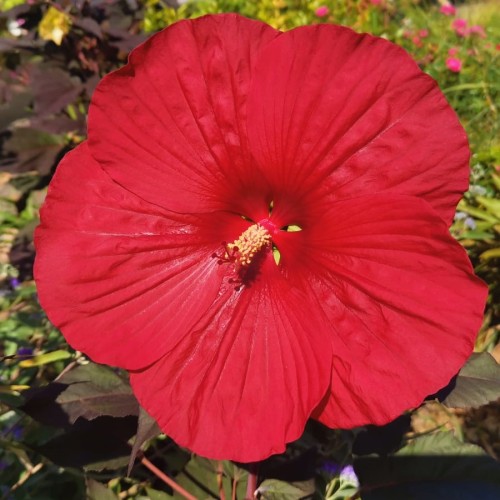 Hibiskus bagienny, bylinowy, błotny czerwony CRANBERRY CRUSH - sadzonka