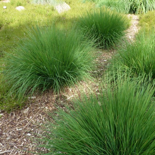 Trzęślica modra TORCH Molinia caerulea