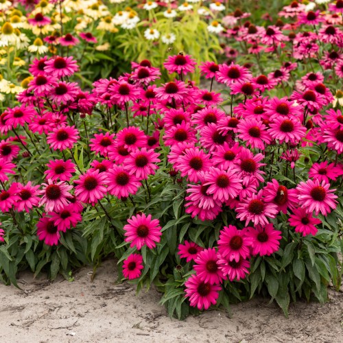 Jeżówka różowa SENSATION WILD ROMANCE miniaturowa - sadzonka