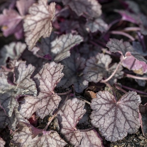 Żurawka GLITTER ogrodowa, sadzonki Heuchera