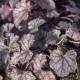 Żurawka GLITTER ogrodowa, sadzonki Heuchera