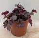 Żurawka GLITTER ogrodowa, sadzonki Heuchera