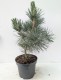 Sosna górska amerykańska EDULIS - sadzonki pinus