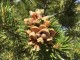 Sosna górska amerykańska EDULIS - sadzonki pinus