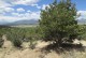 Sosna górska amerykańska EDULIS - sadzonki pinus