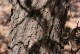Sosna górska amerykańska EDULIS - sadzonki pinus