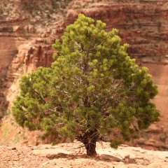 Sosna górska amerykańska EDULIS - sadzonki pinus