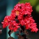 Lagerstroemia indyjska RED FILLI sadzonki - najdłużej kwitnący krzew