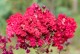 Lagerstroemia indyjska RED FILLI sadzonki - najdłużej kwitnący krzew