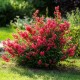 Lagerstroemia indyjska RED FILLI sadzonki - najdłużej kwitnący krzew