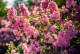 Lagerstroemia indyjska RHAPSODY IN PINK sadzonki - najdłużej kwitnący krzew