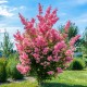 Lagerstroemia indyjska RHAPSODY IN PINK sadzonki - najdłużej kwitnący krzew