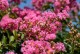 Lagerstroemia indyjska RHAPSODY IN PINK sadzonki - najdłużej kwitnący krzew