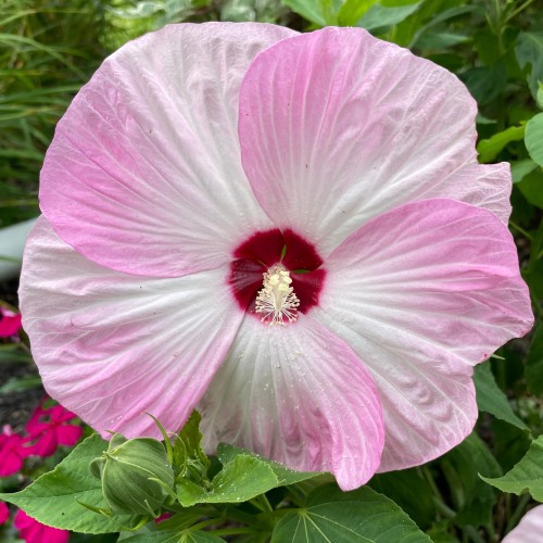 Hibiskus bagienny, bylinowy, błotny LUNA PINK SWIRL - sadzonka