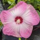 Hibiskus bagienny, bylinowy, błotny LUNA PINK SWIRL - sadzonka