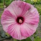 Hibiskus bagienny, bylinowy, błotny LUNA PINK SWIRL - sadzonka
