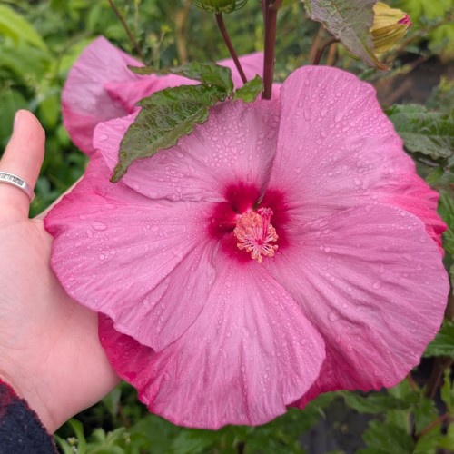 Hibiskus bagienny, bylinowy, błotny fioletowy LITTLE PRINCE - sadzonka