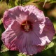 Hibiskus bagienny, bylinowy, błotny fioletowy LITTLE PRINCE - sadzonka