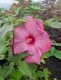 Hibiskus bagienny, bylinowy, błotny fioletowy LITTLE PRINCE - sadzonka
