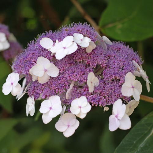 Hortensja KOSMATA omszona, fioletowa - sadzonki