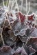 Żurawka GLITTER ogrodowa, sadzonki Heuchera