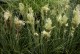 Trawa pampasowa biała TINY PAMPA niska - sadzonki na balkon kortaderia