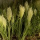 Trawa pampasowa biała TINY PAMPA niska - sadzonki na balkon kortaderia
