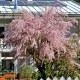 TAMARYSZEK drobnokwiatowy krzew - sadzonki