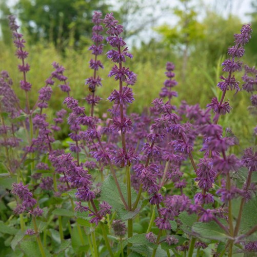 Szałwia ozdobna okręgowa ENDLESS LOVE wieloletnia fioletowa - sadzonka