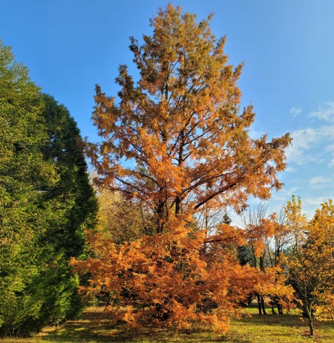 Cypryśnik BŁOTNY Taxodium distichum - sadzonka 2 l