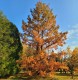 Cypryśnik BŁOTNY - Taxodium distichum