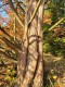 Cypryśnik BŁOTNY - Taxodium distichum
