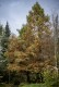 Cypryśnik BŁOTNY - Taxodium distichum