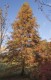 Cypryśnik BŁOTNY - Taxodium distichum