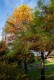 Cypryśnik BŁOTNY - Taxodium distichum