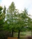 Cypryśnik BŁOTNY - Taxodium distichum